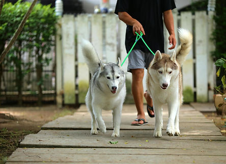 Precious Paws llc