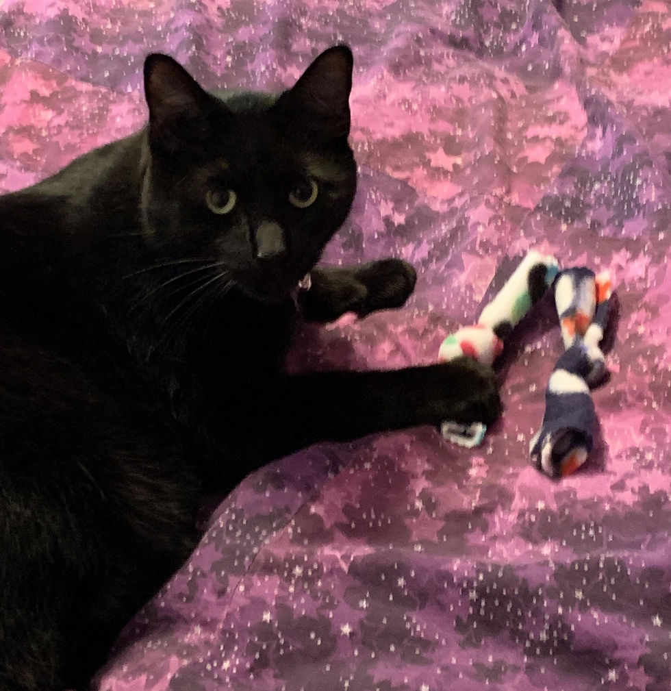 Thumbnail: catnip toys