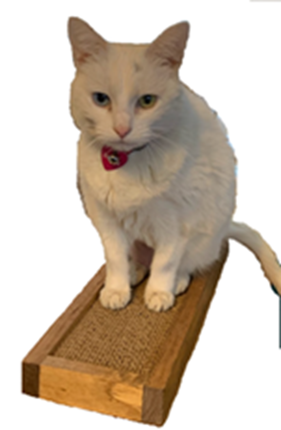 Thumbnail: amazing cat scratcher