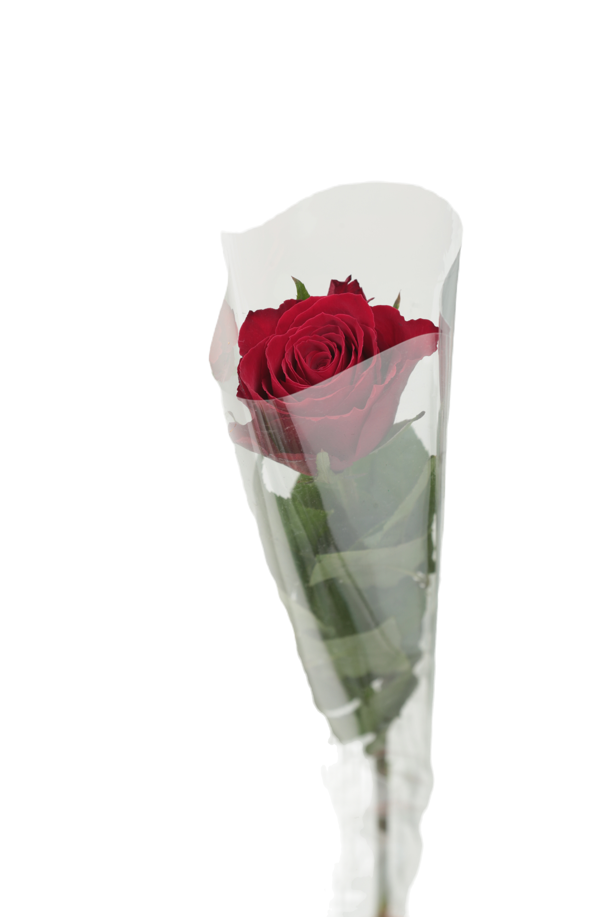 Rose individuellement emballée