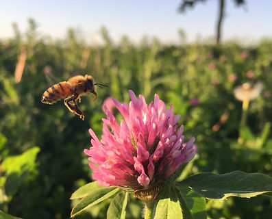Bee on clover cropped.jpg