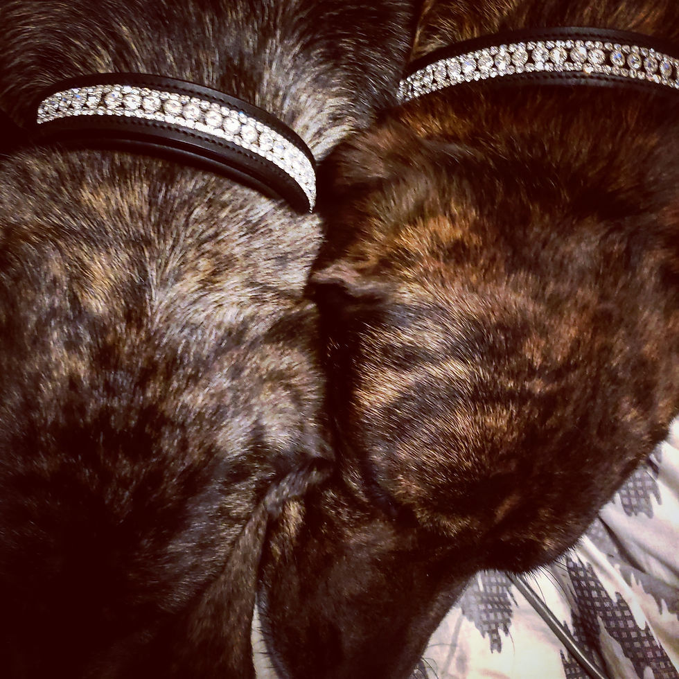 Thumbnail: CUSTOM DOG COLLAR