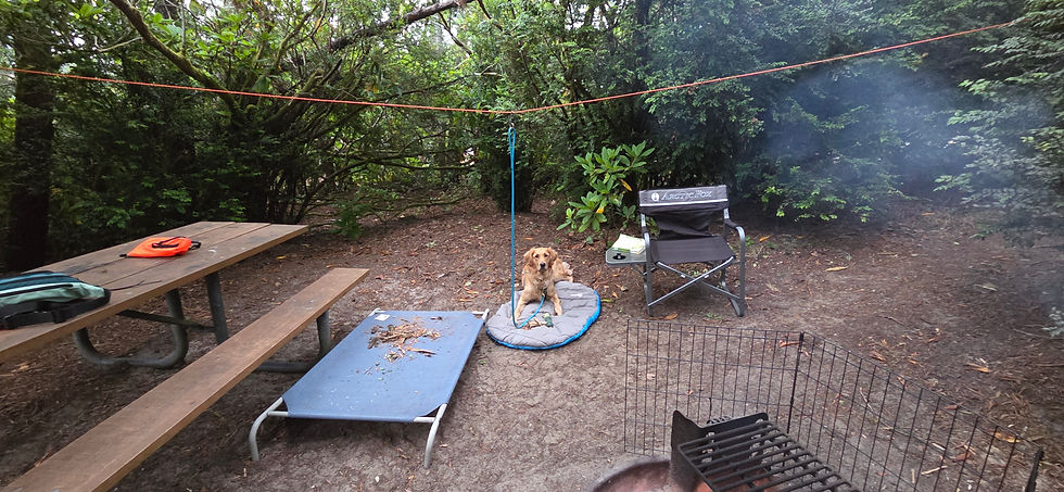 The remains of some of her pruning are on her elevated dog bed.