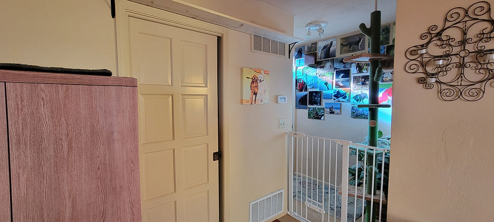 The cat tree and shelf Dave put up so the cats can stay up high to get to their favorite hangout.