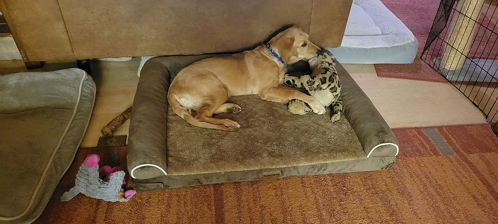 Izzy gently grooming Baby.