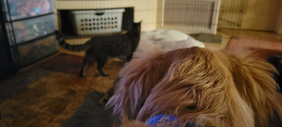 Stitch exploring and Izzy watching. What a good girl!