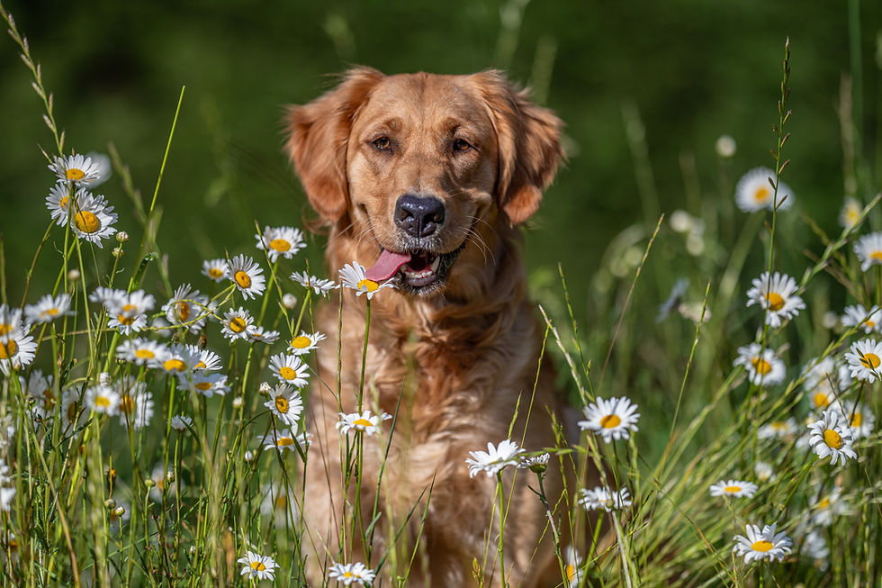 Keeping with our flower theme, Izzy in the daisies.