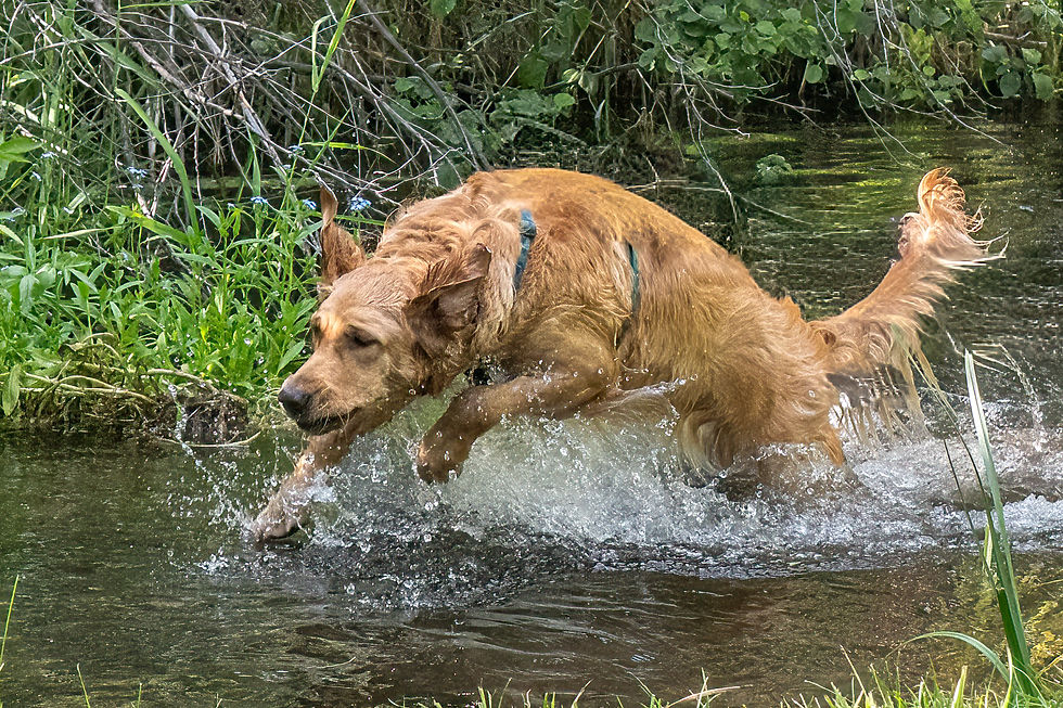 Our water dog.