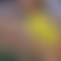 Dog Therapy Appreciation Day