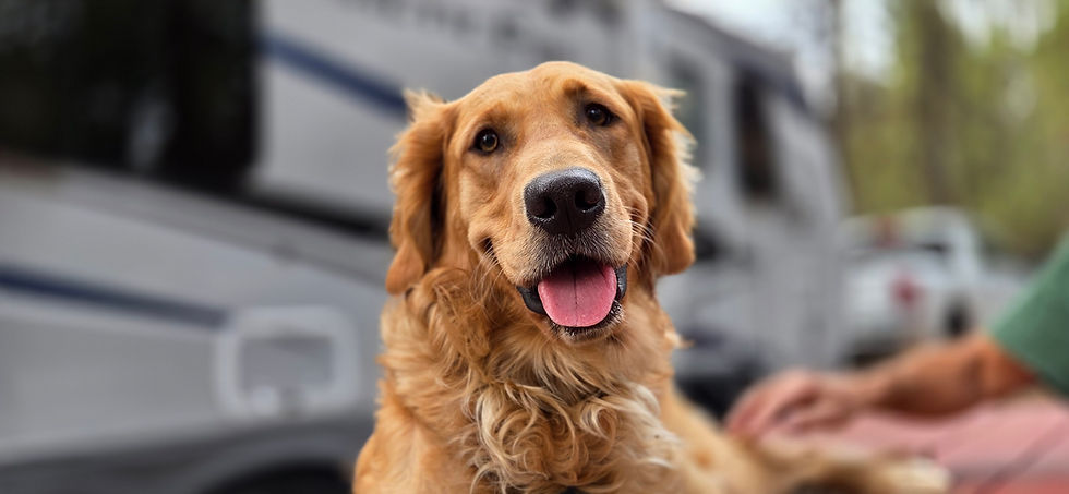 Happy Dog