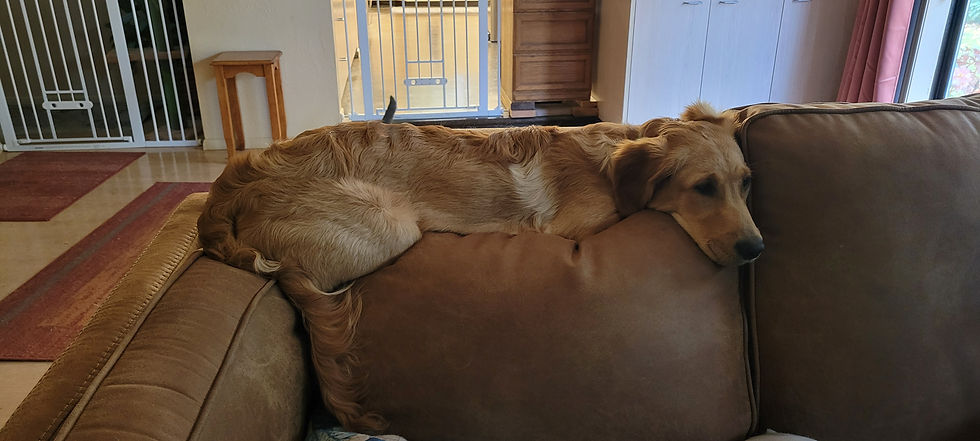 Izzy's cat imitation.