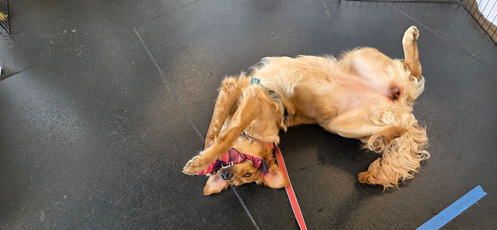 A much-needed break in her Dog 2 class.