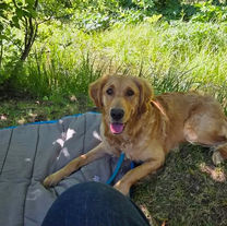 Izzy's Second Camping Trip