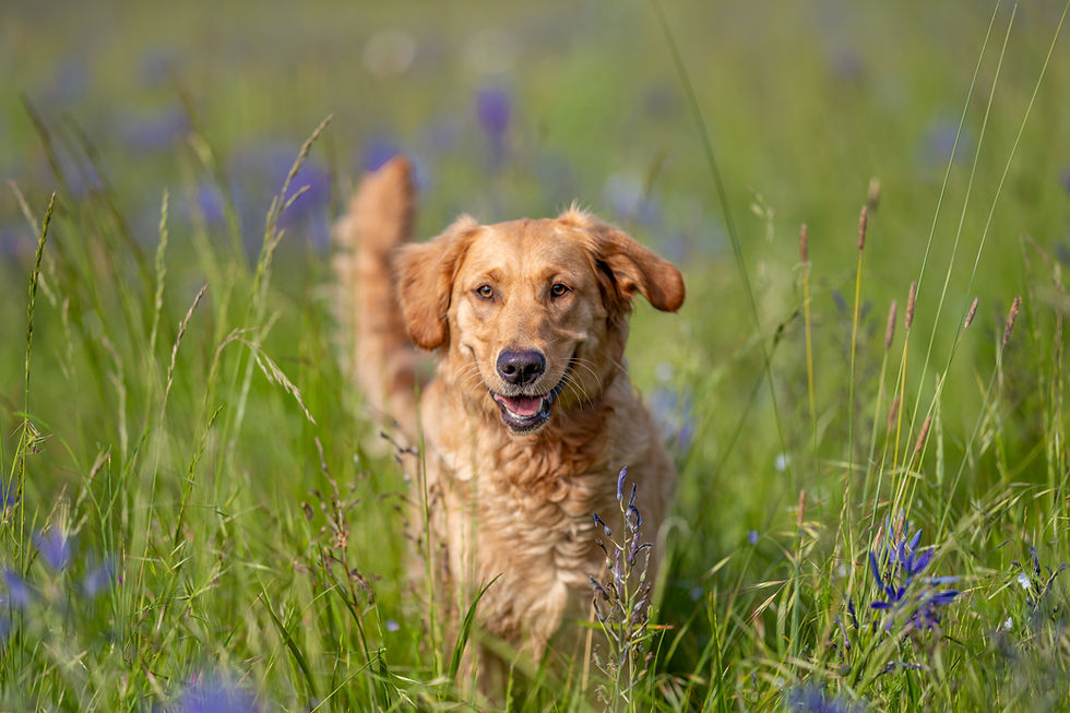 Photoshoot in a field of Camas