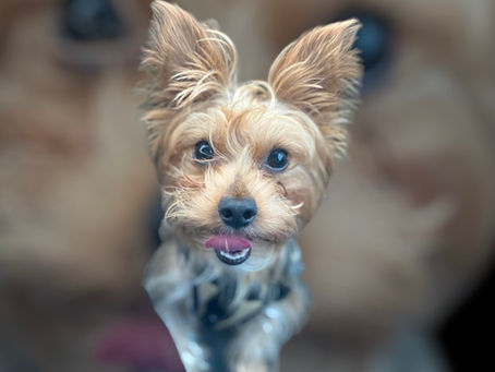 🐶 Best Natural Remedies for Dogs: Safe, Simple & Effective Solutions