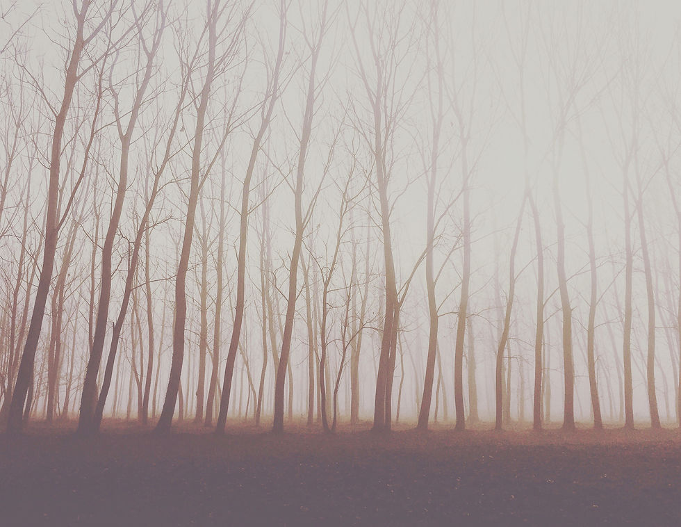 anche_la_nebbia_ha_un_profumo_qui