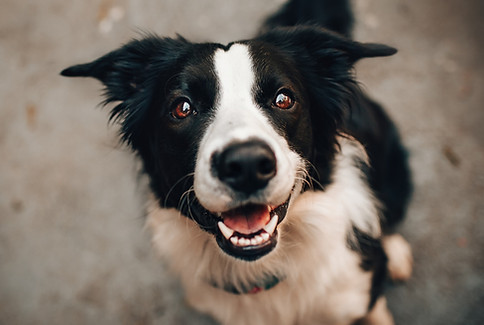 border collie
