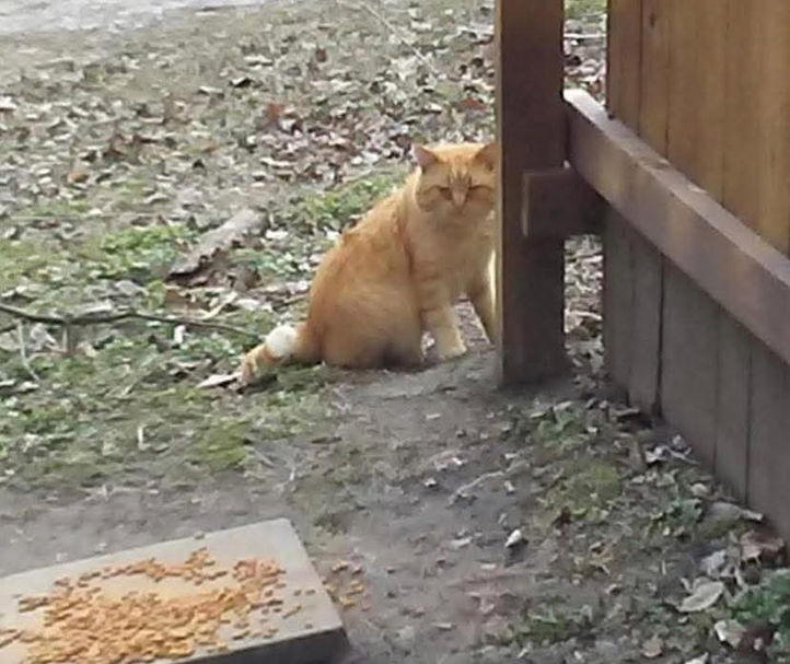 Who are Community Cats?
