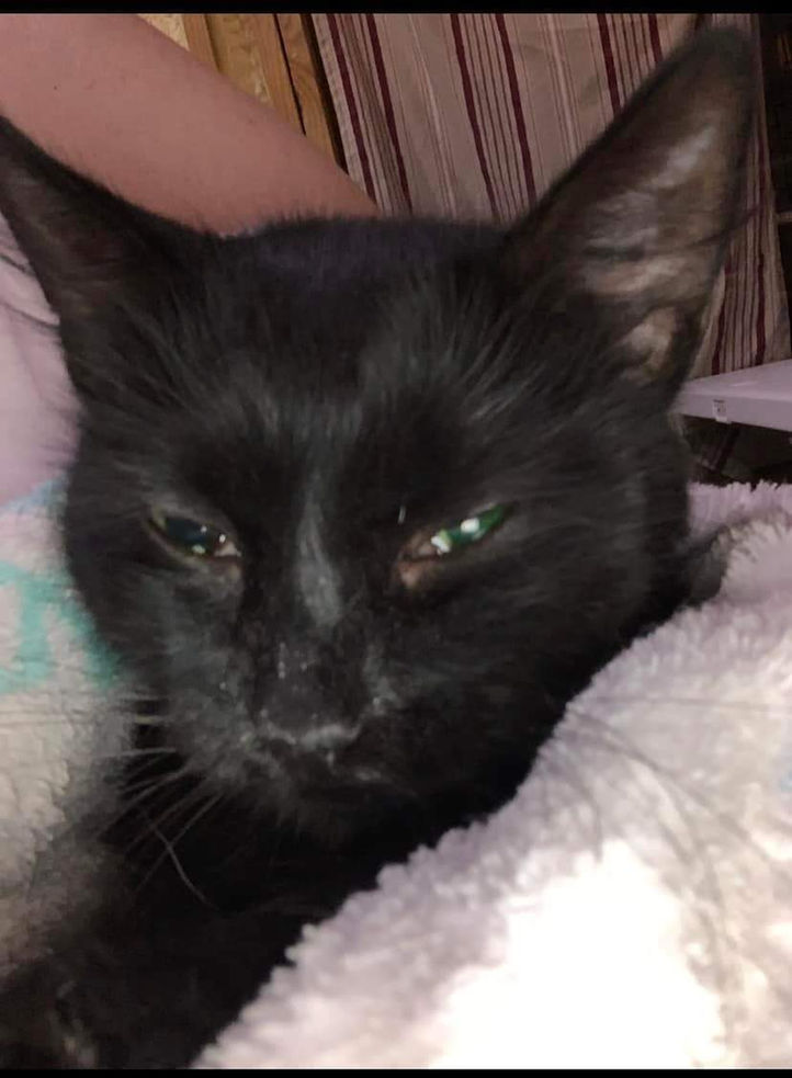 Barbara Grannan Carie Feline Sanctuary Their Story: