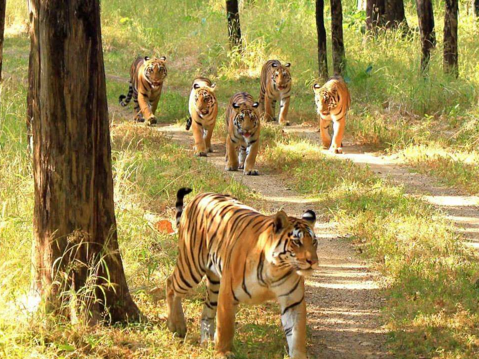 Valmiki Tiger