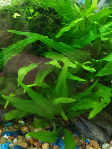 Live Fresh water Java fern plants | Tropical Treasures L