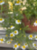 Chamomile Daisies