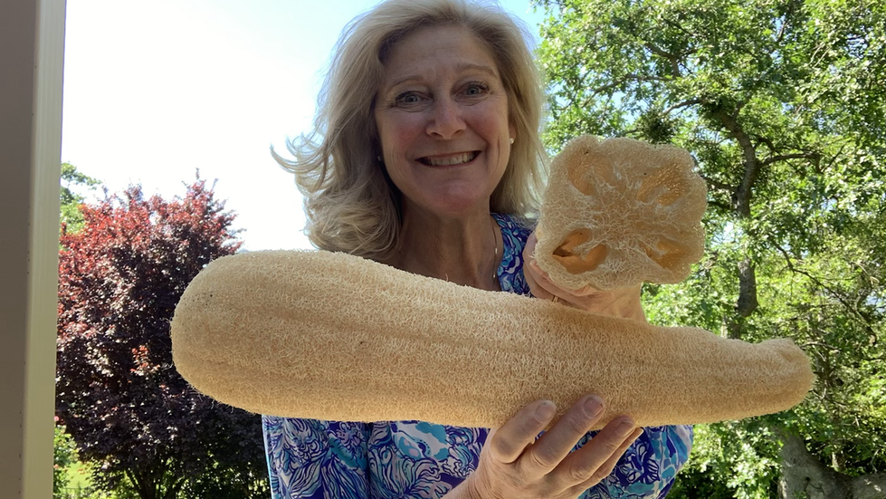 Start Your Luffa Seeds