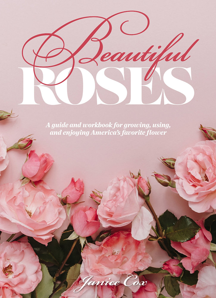 Beautiful Roses Jennifer Beautiful Roses