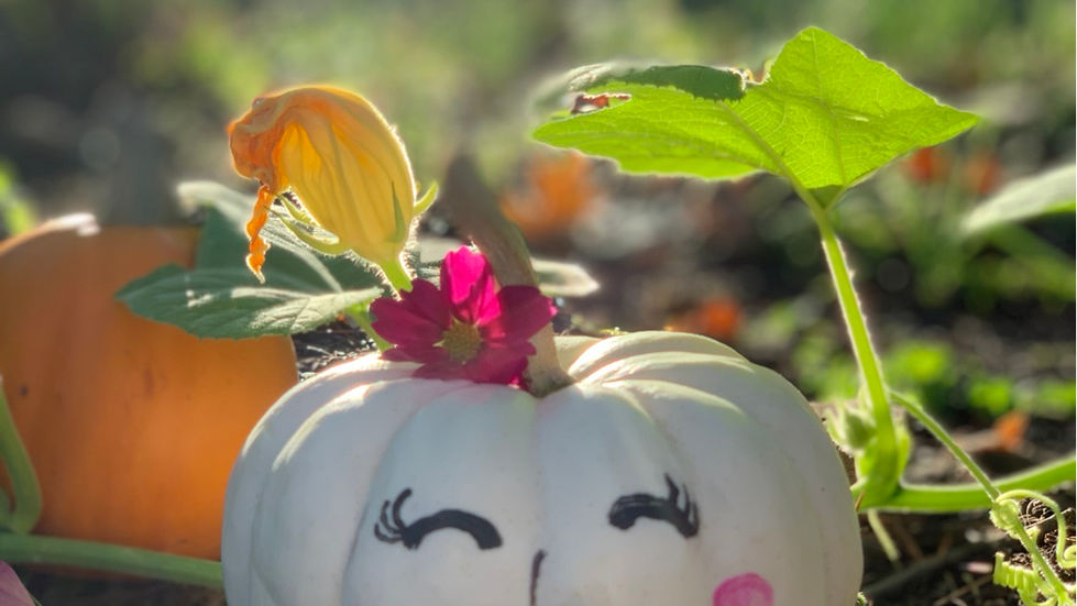 Natural Beauty with Pumpkins