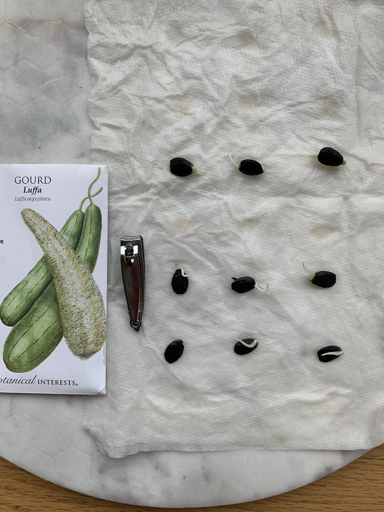 Start Your Luffa Seeds