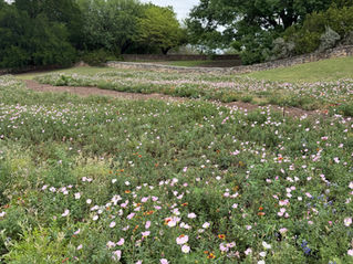 Natural Beauty with Texas Wildflowers 