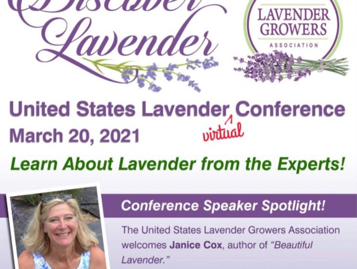 Discover Lavender for Health and Beauty