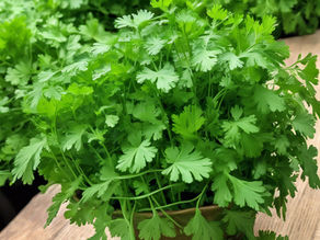 Discover the Magic of Coriander Seeds: From Garden to Table