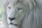 Lion's Gateway 888*