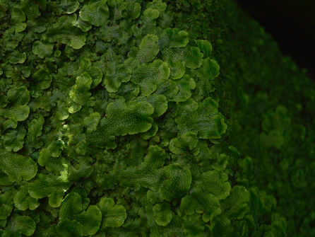 Natura se une a la “Hora del Planeta 2021”