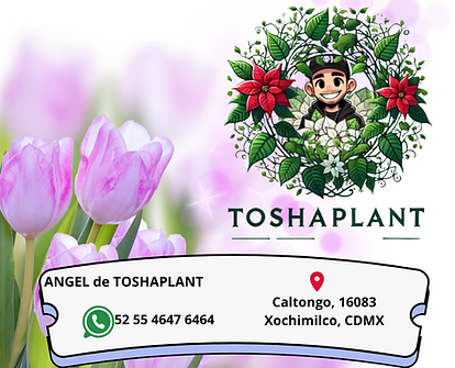 ANGEL de TOSHAPLANT.png