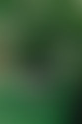 Starbucks llega a 100 millones de árboles de café donados a agricultores, para apoyar el futuro del café.