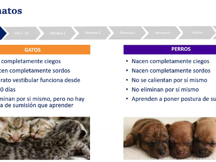 Semeganzas y diferencias entre gatos y perros