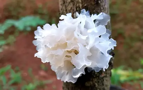 white-fungus-1296x728-header.webp