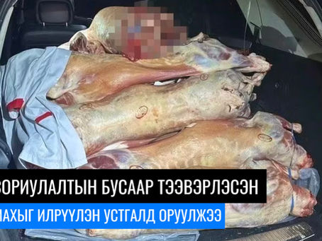 ГЕРМАНД ОЛОН ТООНЫ ГУЛУУЗ МАХЫГ ХӨРГҮҮРГҮЙ МАШИНД ТЭЭВЭРЛЭН ЯВЖЭЭ