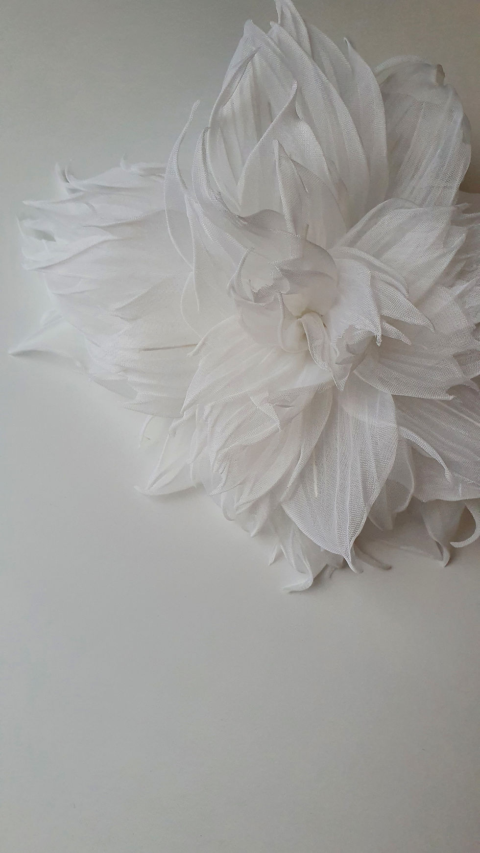 Миниатюра: Herbera white