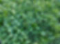 Food Plot 1.jpg