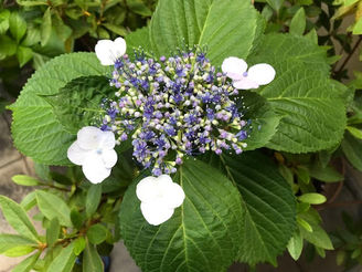 7月のスケジュール