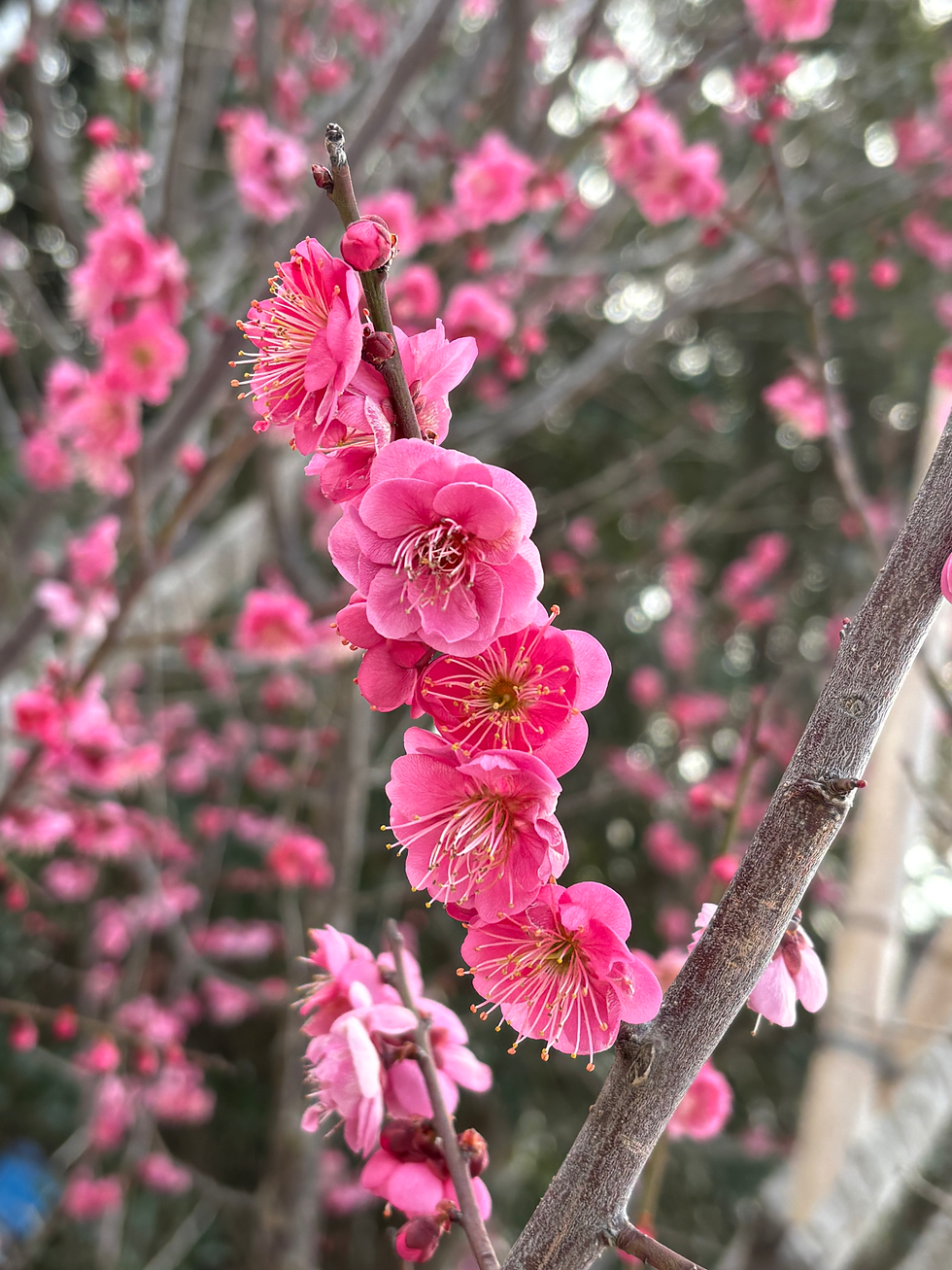 3月のスケジュール