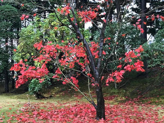 終末期の母に寄り添う日々です