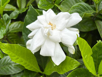 8月のスケジュール