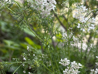 7月のスケジュール