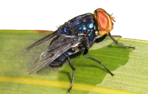 New World Screwworm resting on leaf