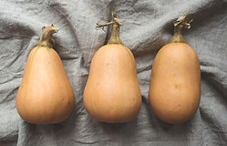 Butternut Squash