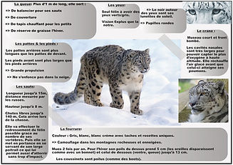 Panthère des neiges_2.jpg